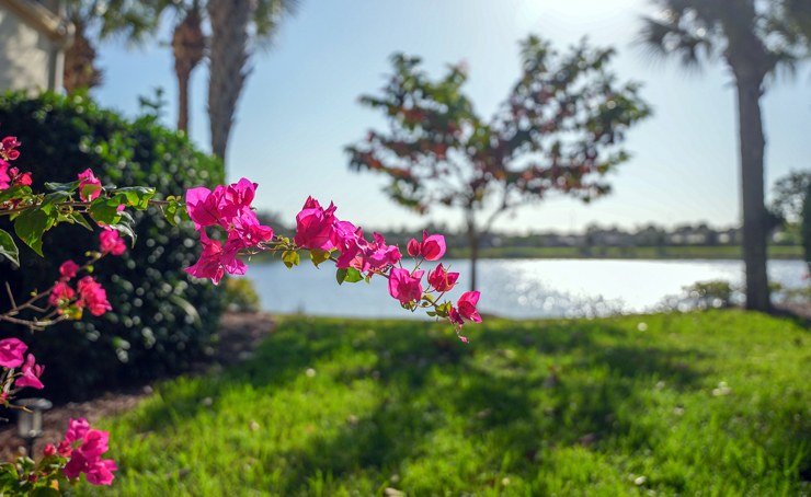 Florida Green Landscape Installation