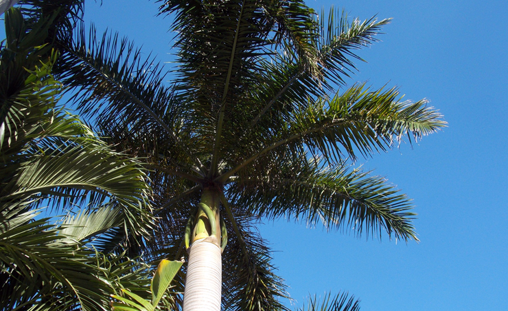 Florida Green Tree Trimming