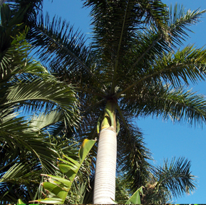 Florida Green Tree Trimming